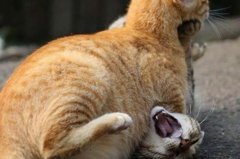 狸花猫是在挣扎,可是在垂死挣扎,被橘猫压制住后,它的表情亮了