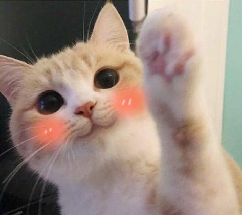 这么可爱的猫咪大概只有这一只了,天生自带微笑脸看见心情就好了