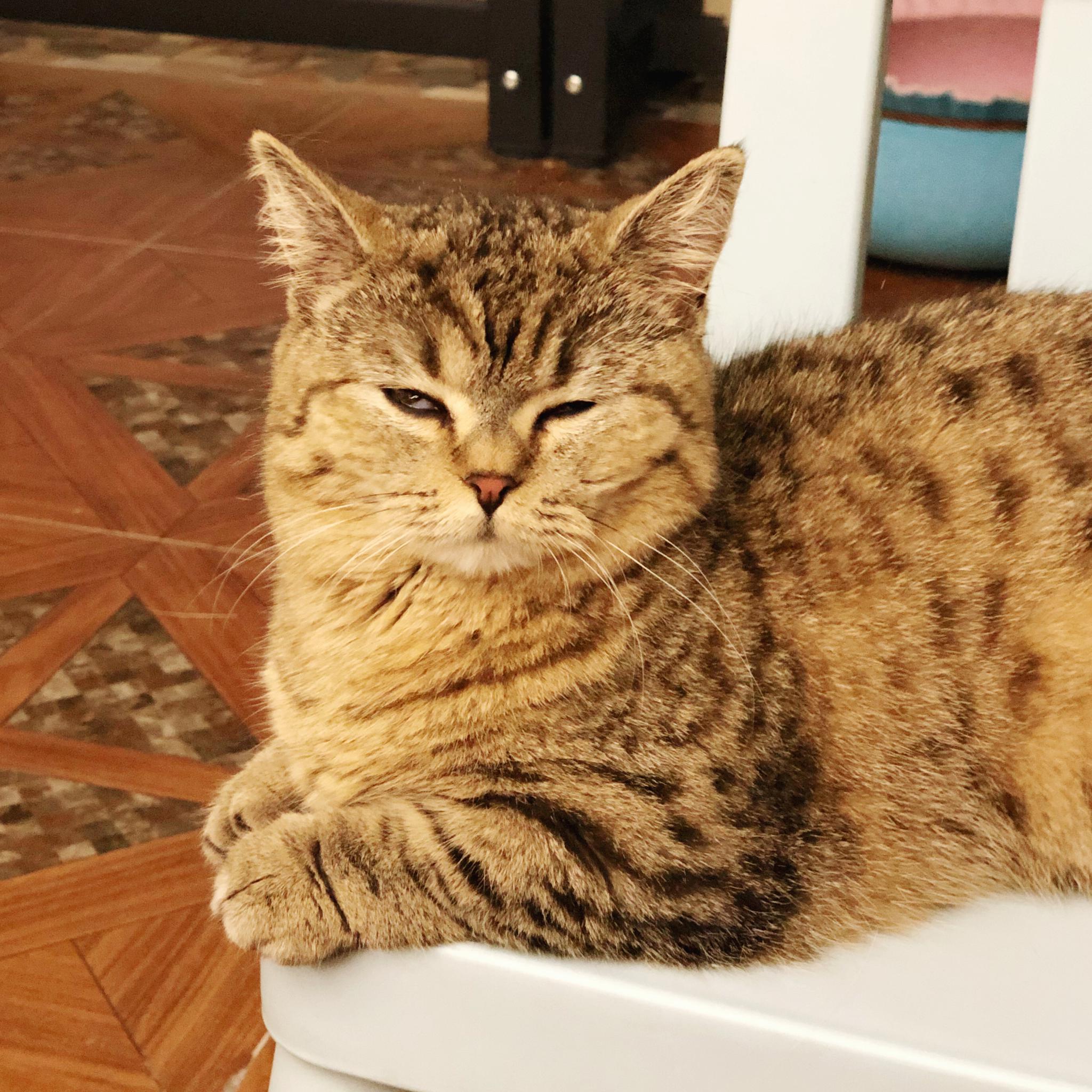 小猫咪打瞌睡的样子太可爱了最后睡着了还睁一只眼闭一只眼