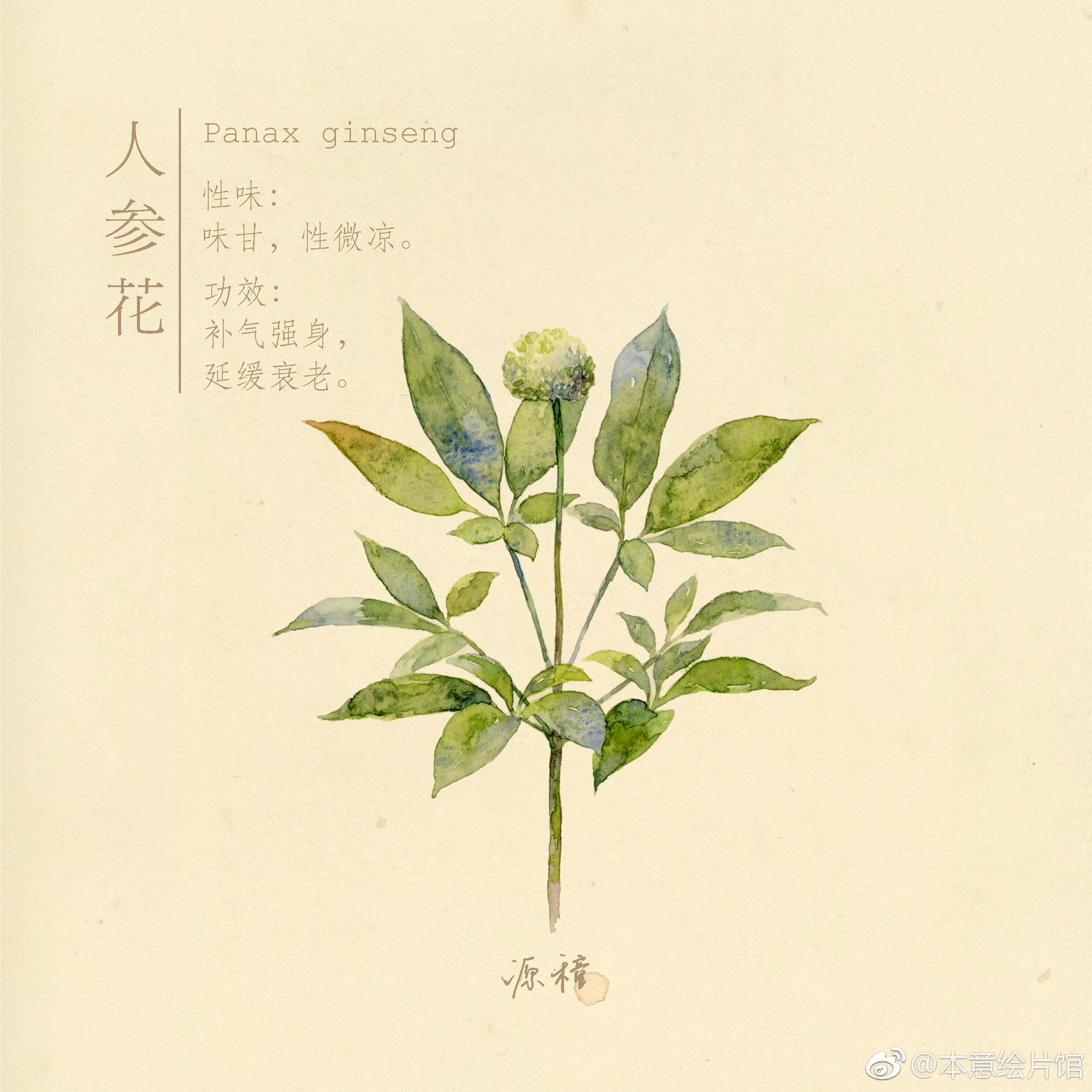 水彩本草系列绘画