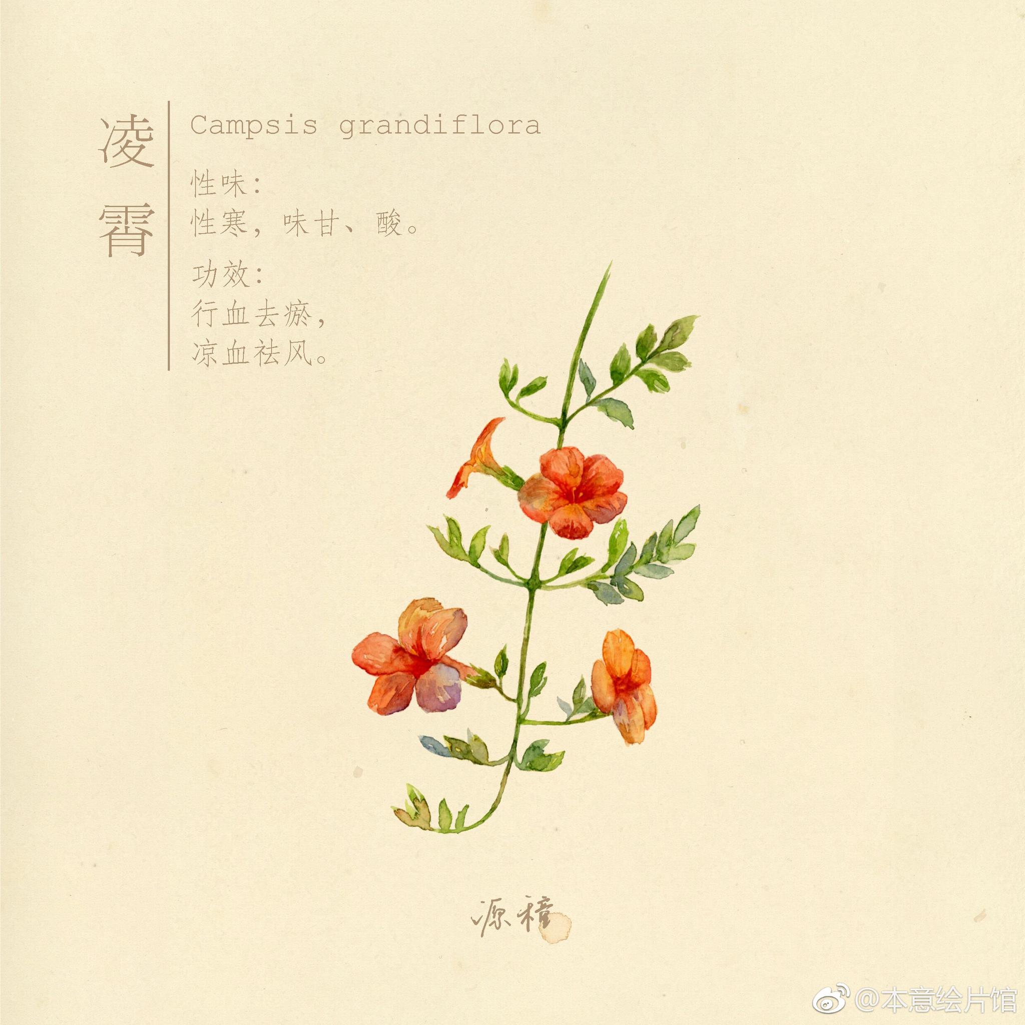 水彩本草系列. | 绘画