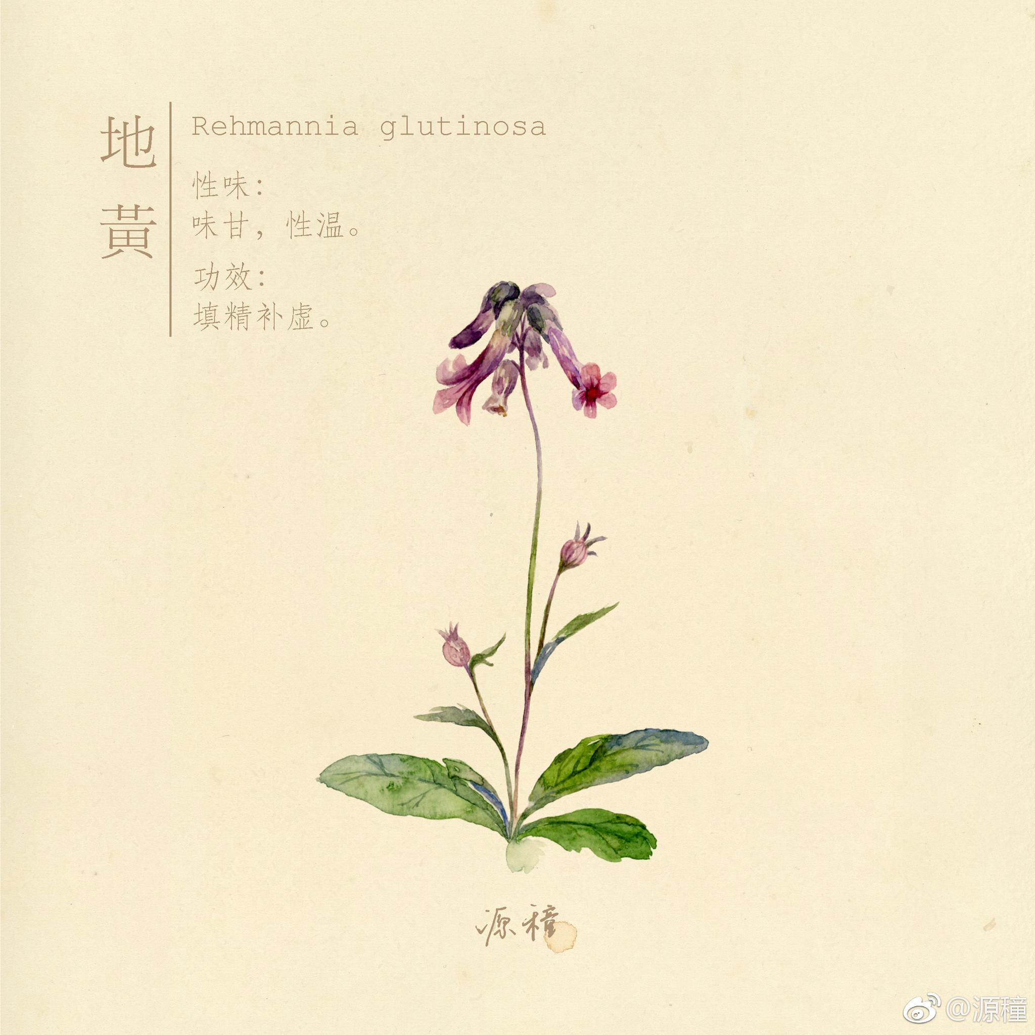 "绿豆,地黄,枇杷,白头翁,凌霄,美人蕉,人参花,紫薇花,槐花"—本草水彩