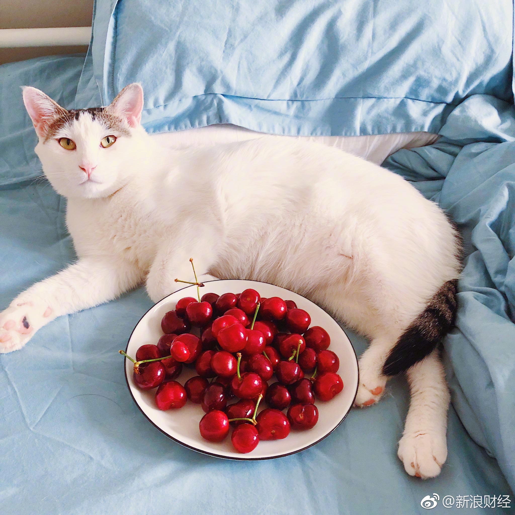 猫咪与樱桃(来源:著名网黄猫日)