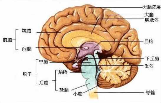 大腦主要是由三部分組成的,大腦,小腦以及腦幹,其中小腦又分為兩個