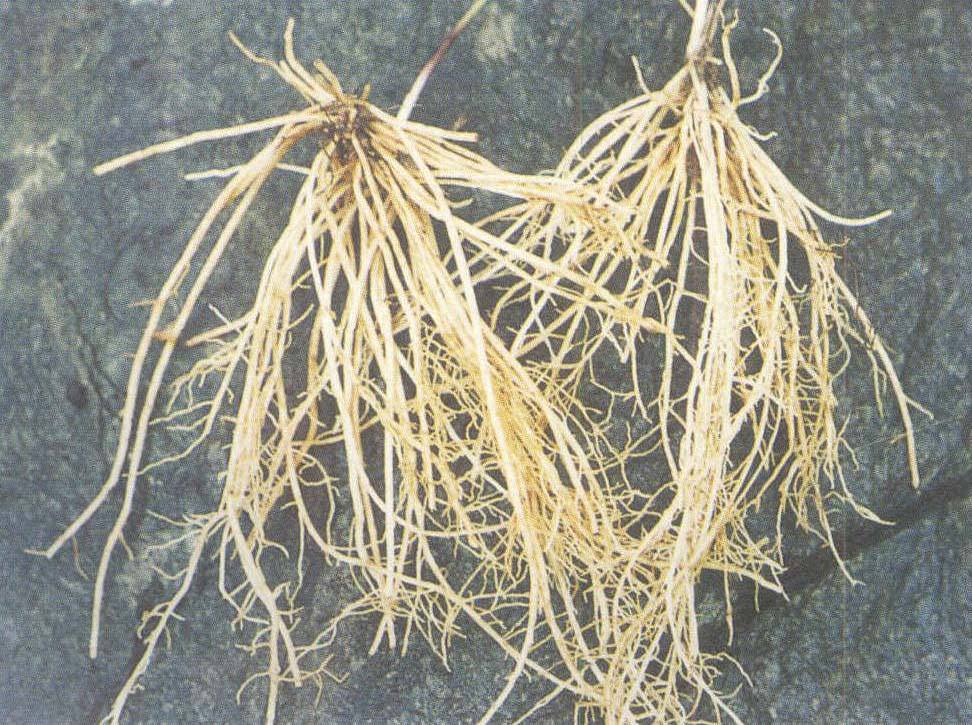 农村这种不起眼野草名字却是皇帝御赐是止痛祛风湿良药