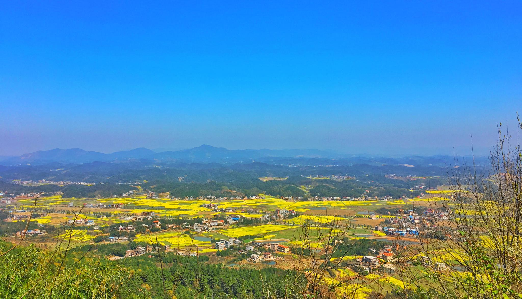 湖南衡阳县76万亩油菜花开成海盘点最美赏花点这个春天说走就走