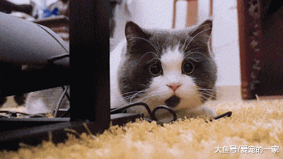 一开门就看见猫咪一脸生气的样子盯着自己,她瞬间就开始进行自我反思