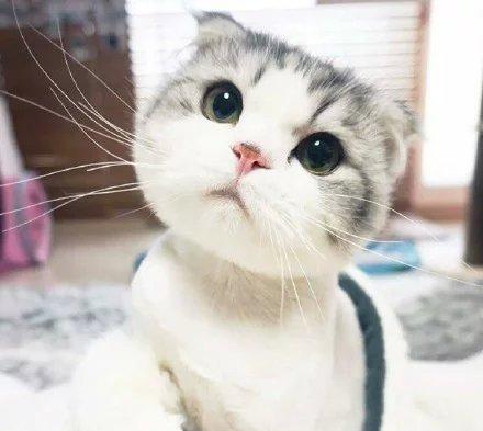 折耳猫|猫咪|遗传病_新浪新闻