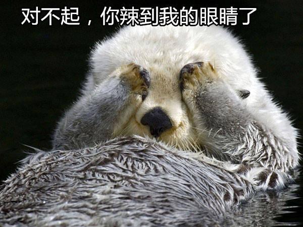发现水獭这种又蠢又萌的动物才是天然的表情包|水獭|表情包|动物_新浪