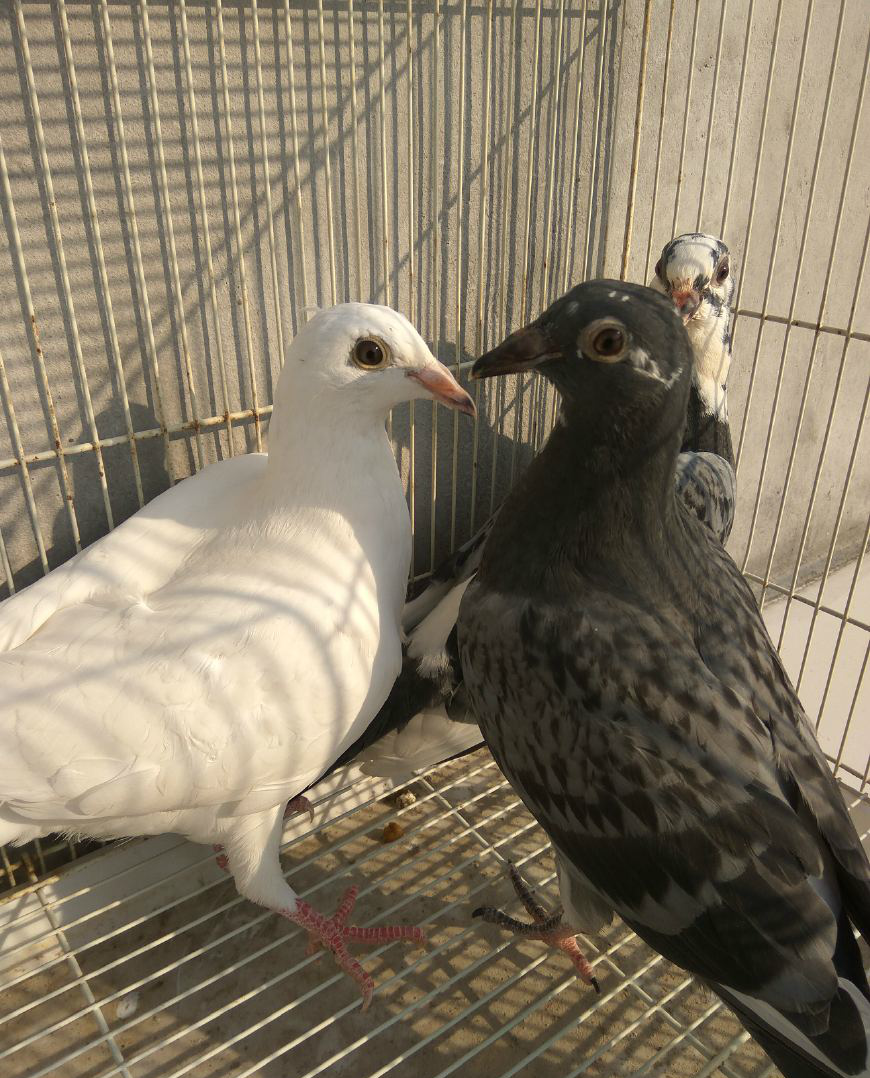 几羽新来的天落鸟鸽子羽毛颜色特别