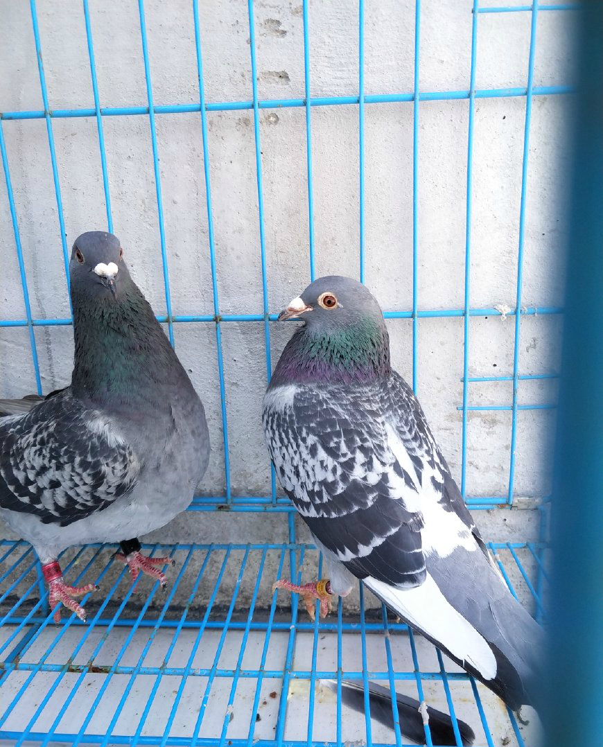 几羽新来的天落鸟鸽子羽毛颜色特别