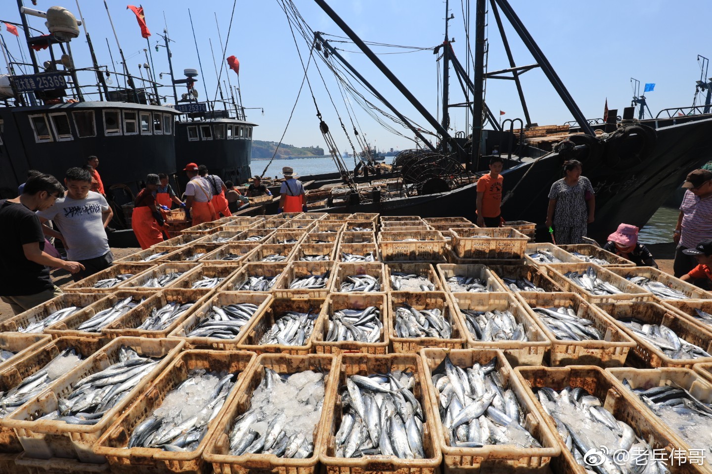 九月第一天,黄渤海全面开渔——第一波海鲜部队已登陆大连