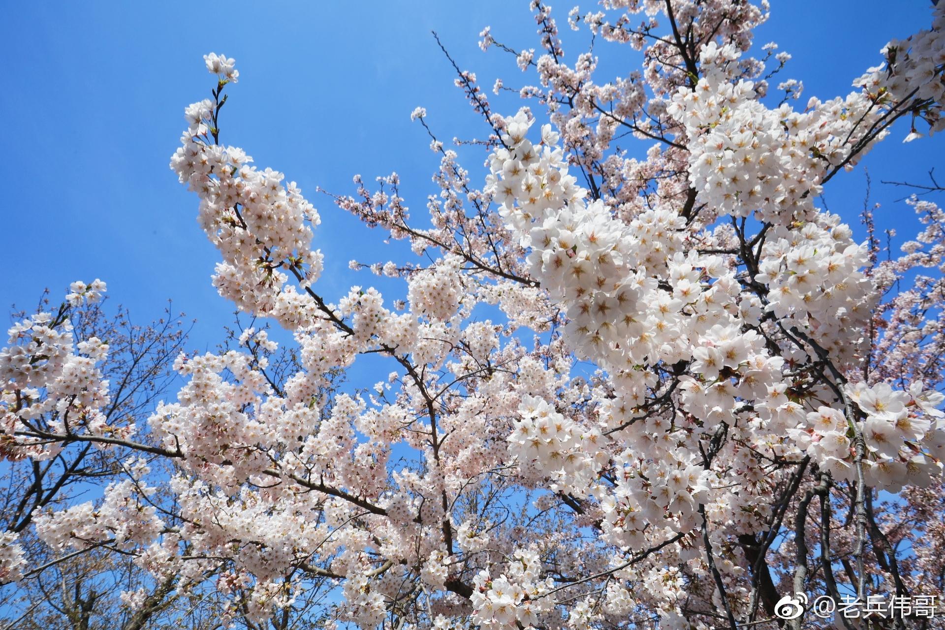 2018年4月20日,谷雨节气,旅顺二0三樱花园入口处的染井吉野樱全面