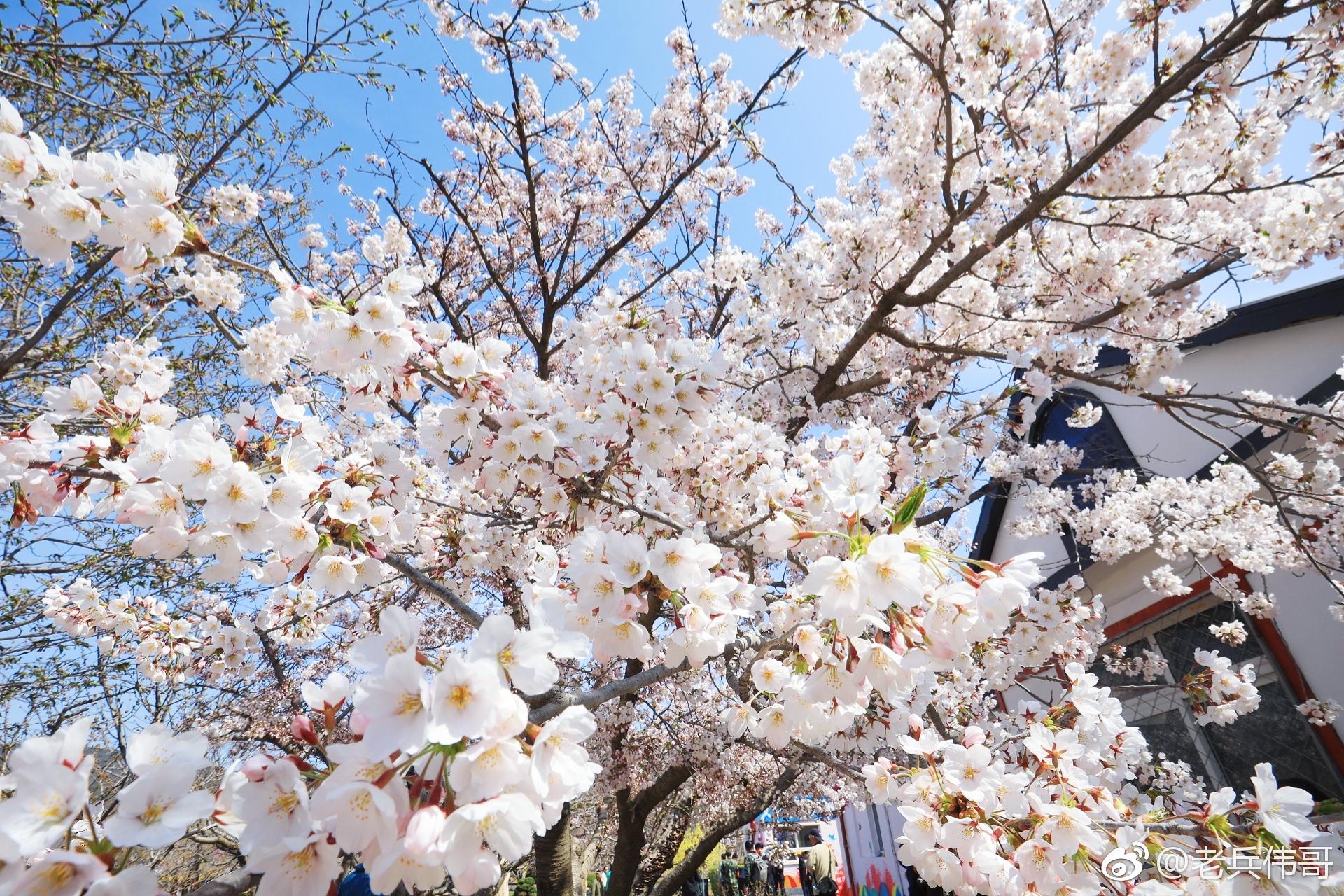 遇见大连61樱花节启幕|樱花节|樱花园|吉野_新浪新闻