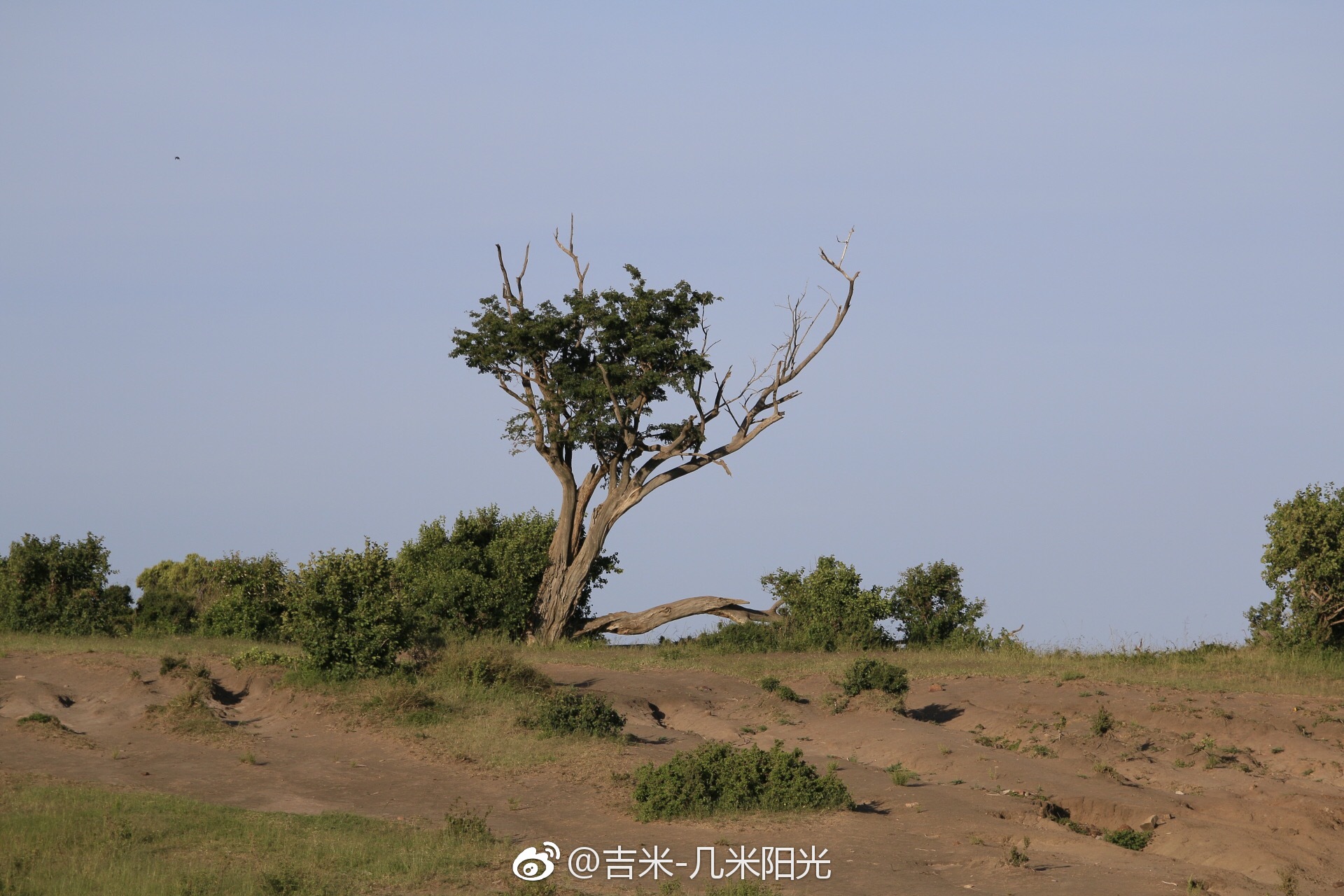 马赛马拉国家公园