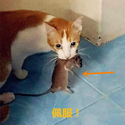 猫咪盯着监控看连忙跑出去再回来后眼前的一幕令人佩服