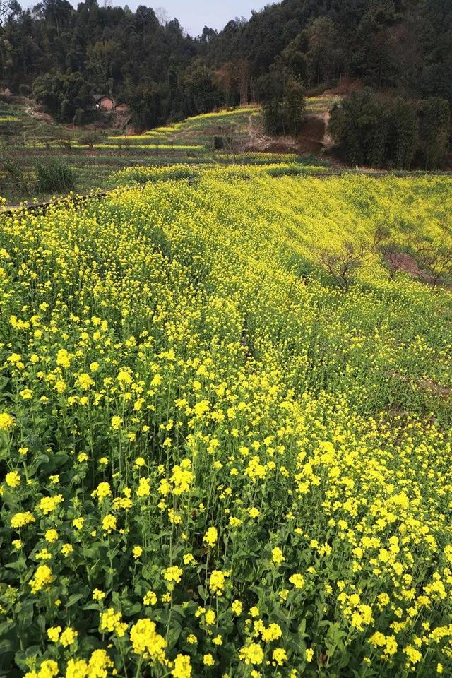 嘉阳小火车这里的油菜花已经大面积开放啦