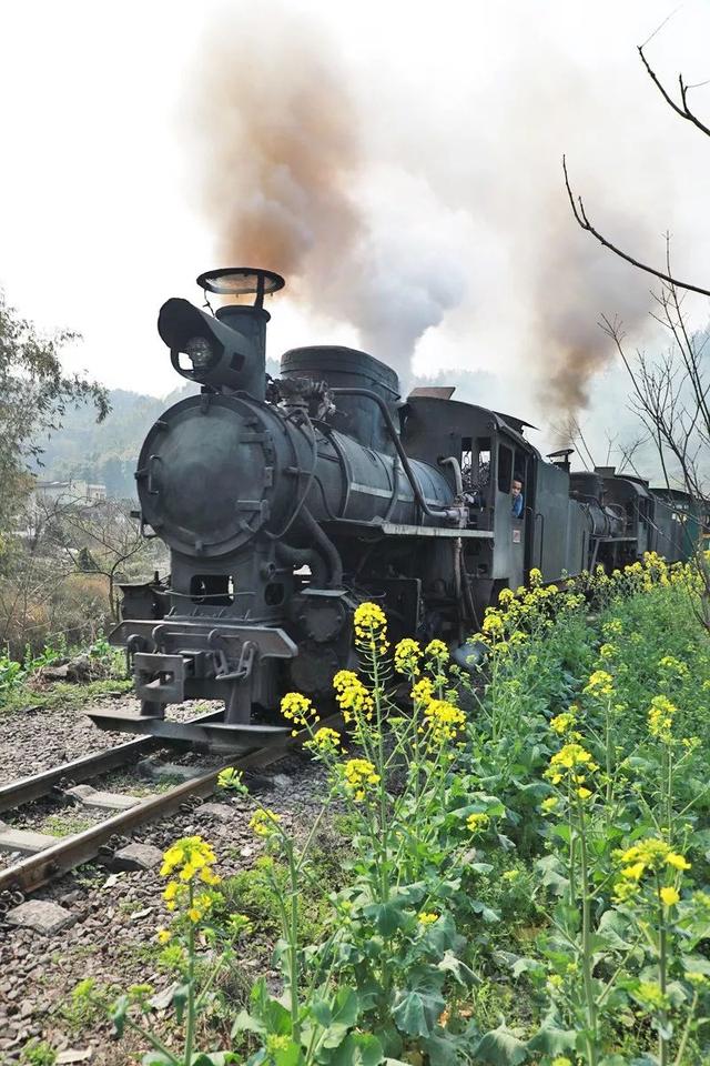 嘉阳小火车这里的油菜花已经大面积开放啦