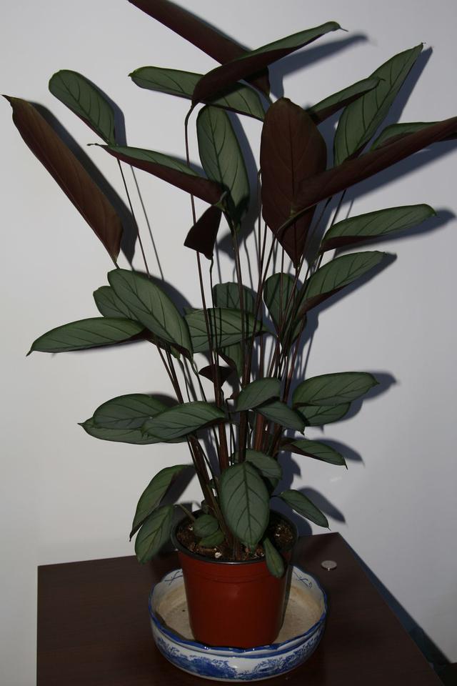 常见的竹芋有哪些怎么养叶片独具特色