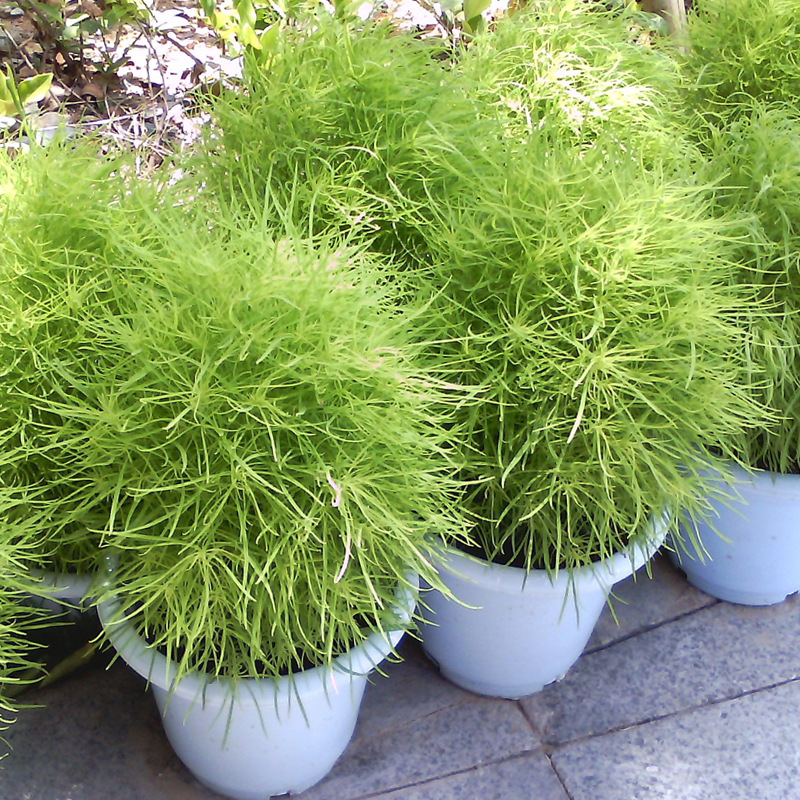 选好种植地肤草的方法品质好还高产明年还可以多扎几把扫帚