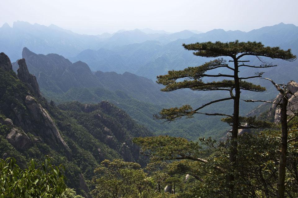 悬崖峭壁 深壑幽谷中的生命赞歌 三清松