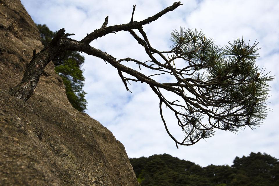 悬崖峭壁 深壑幽谷中的生命赞歌 三清松