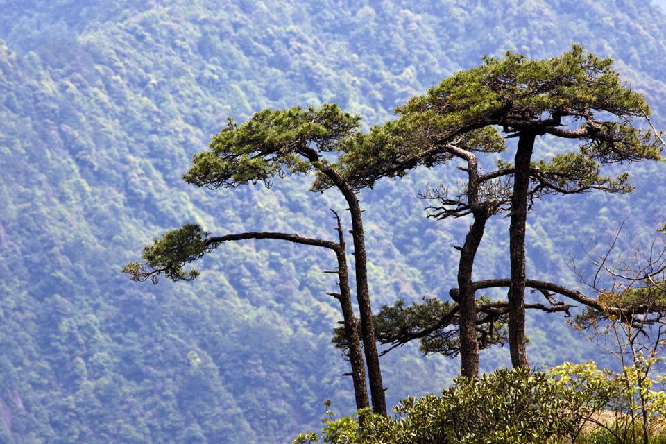 悬崖峭壁 深壑幽谷中的生命赞歌 三清松