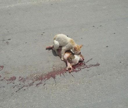 猫咪被车碾压而过,同伴将其叼回:我在等你回家呢