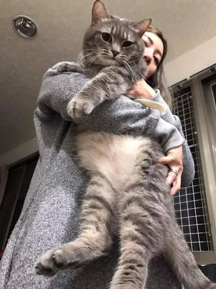 天热了,突然发现家里的猫化了.