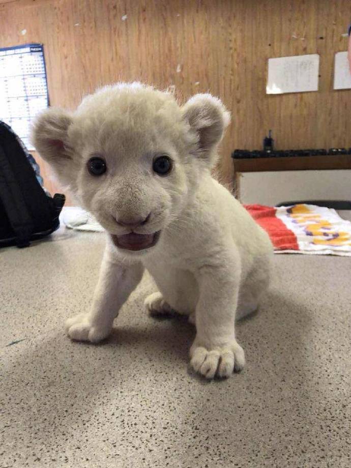 福岛东北野生动物园的小狮几,也太萌了吧