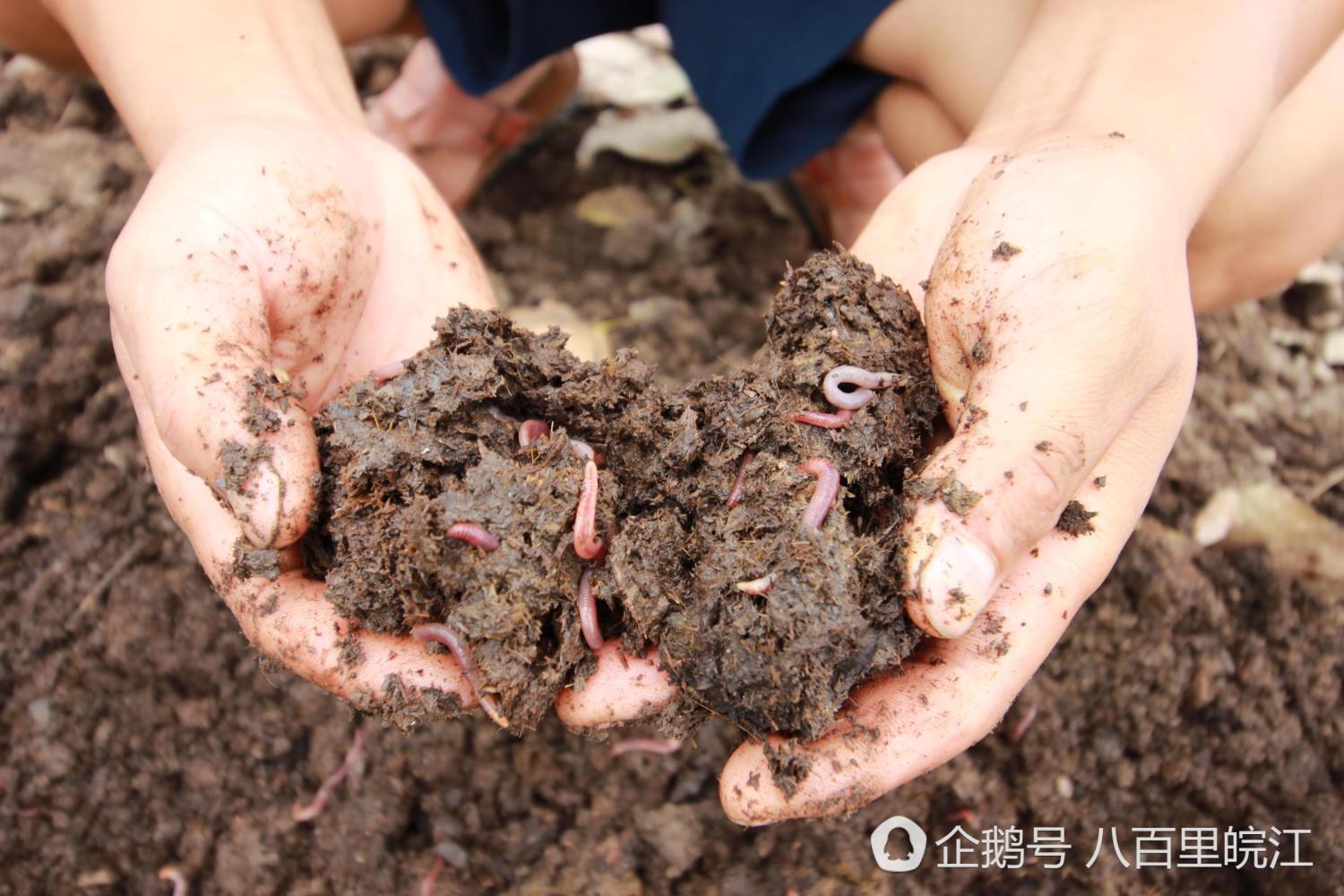 退伍兵牛羊粪里淘"金条" 半年赚6万