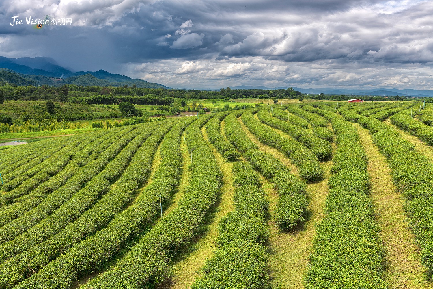 隐藏在泰国山中的"五线谱"不仅好喝还好看!世界级茶园"翠峰"