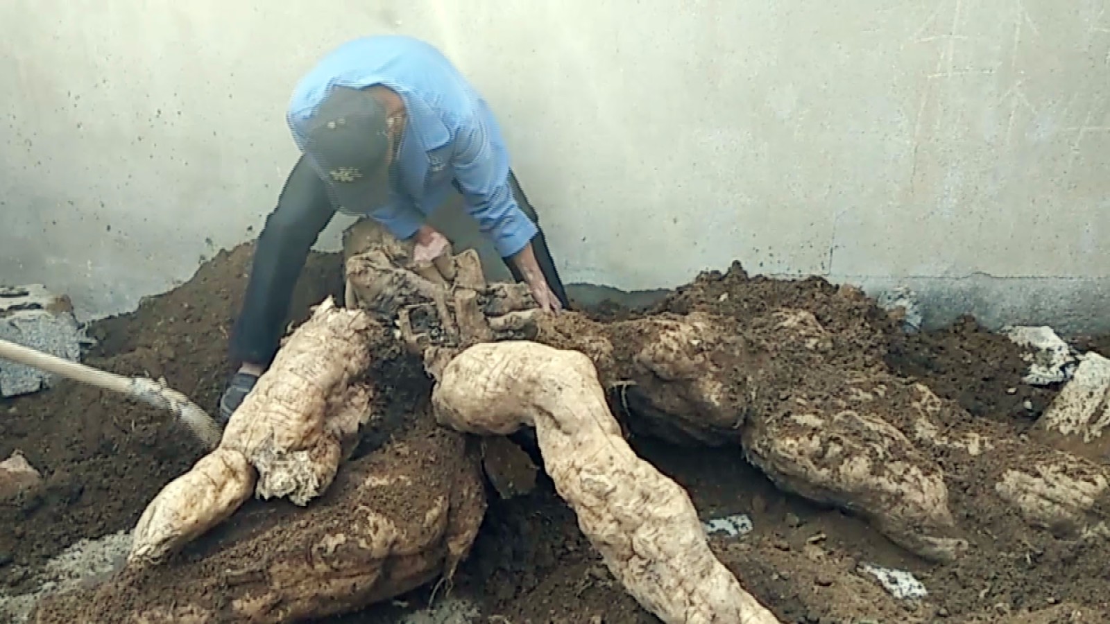 "百万"的大宝贝,据了解这是一棵百年的大葛根是杜启峰母亲生前种下的