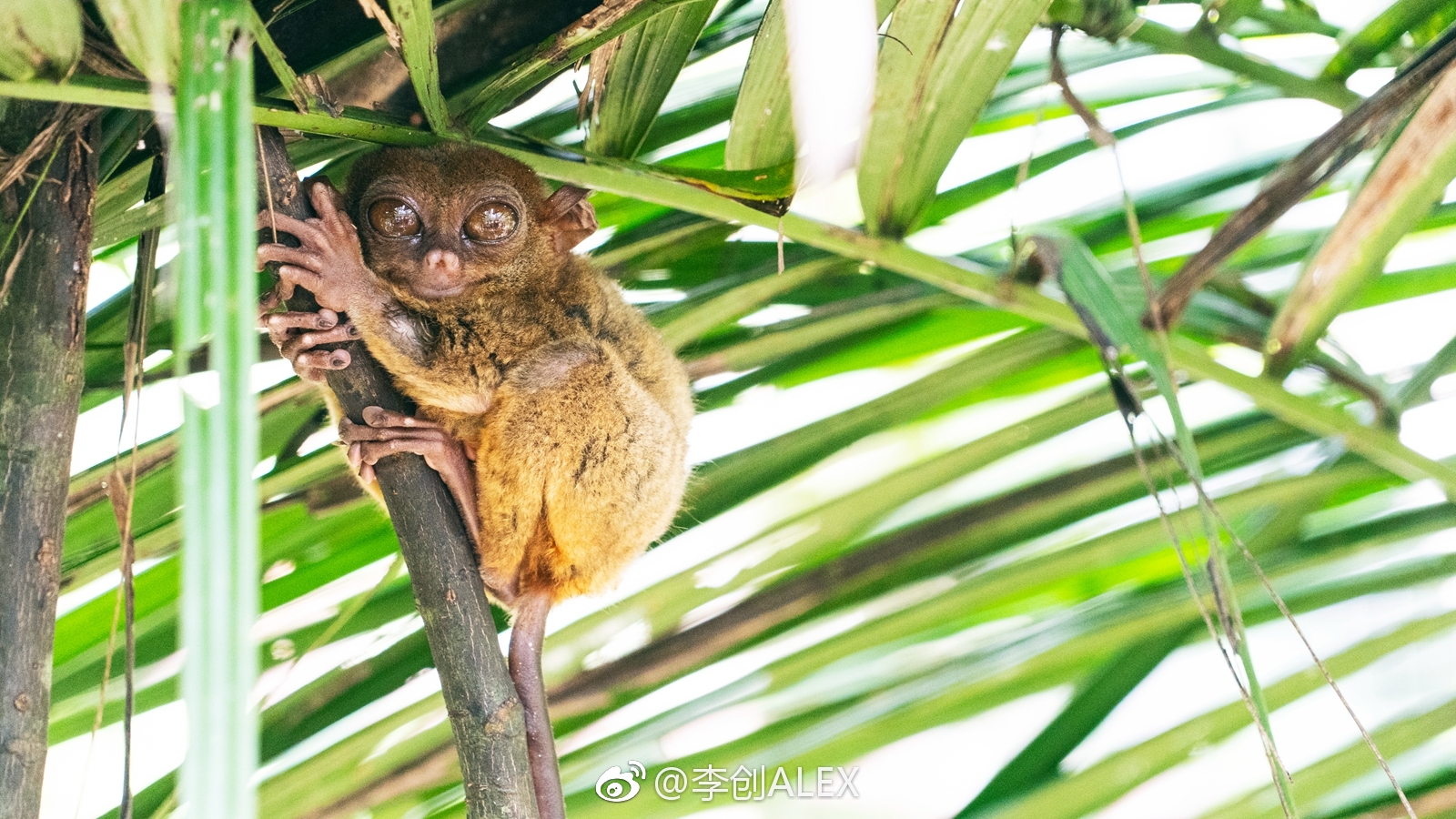世界上最小的眼镜猴