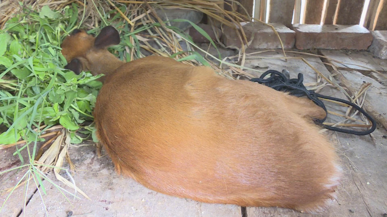 麂子竟然私闯民宅 所幸村民报警获得救助
