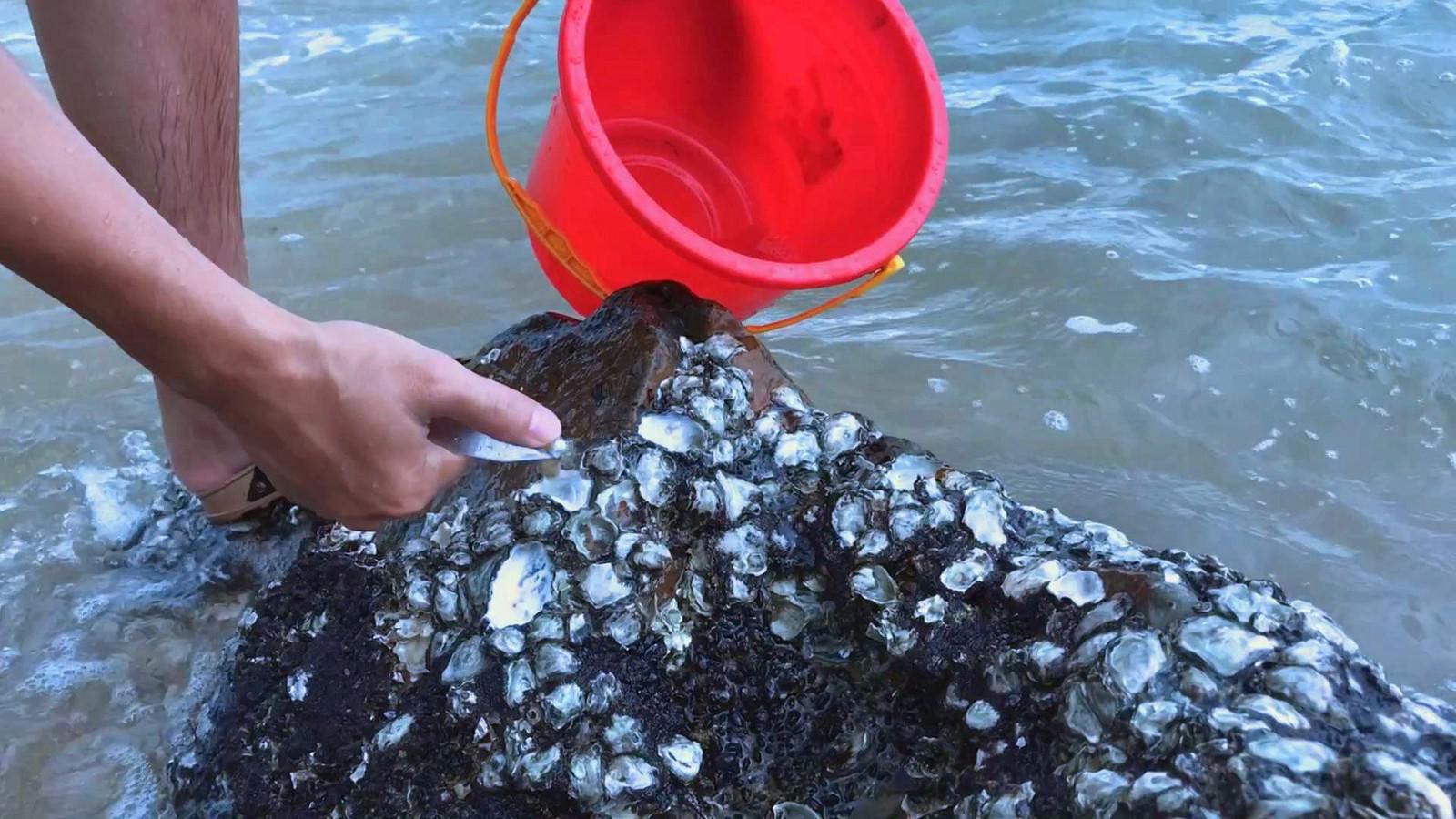海边现起的野生生蚝用来煮广东特色海鲜煲仔粥真的太鲜甜了
