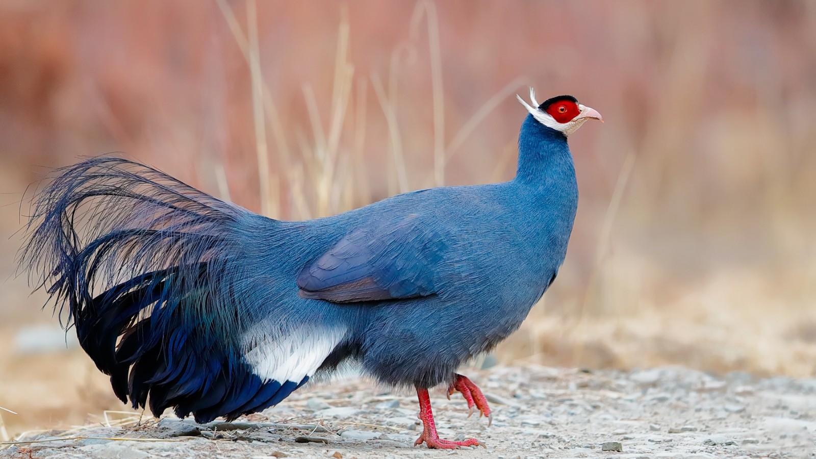 中国独有最美的鸡堪称蓝色妖姬