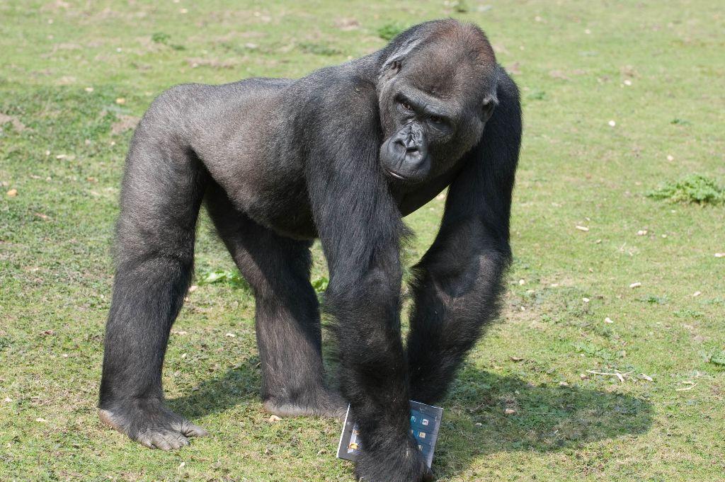 英国动物园大猩猩玩起ipad