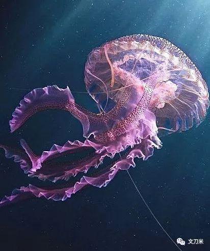 来看看这些大牌怎么抄的|高级定制|蝴蝶|水母_新浪新闻