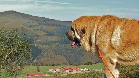 世界第一巨犬西班牙獒敢与野狼搏斗
