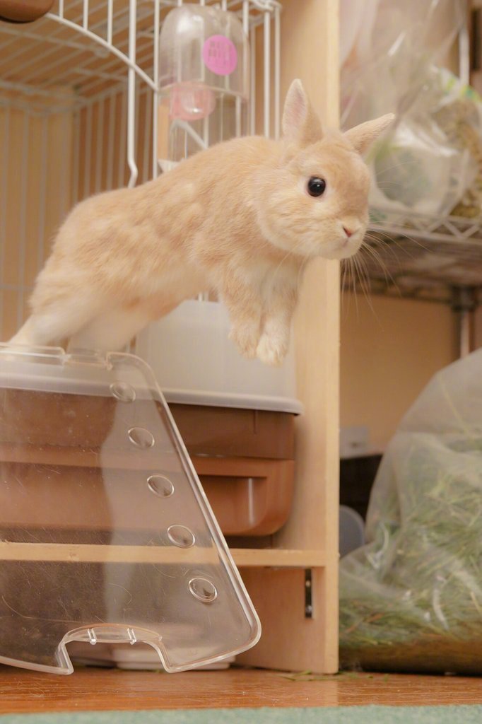 越狱兔twitterevo3183