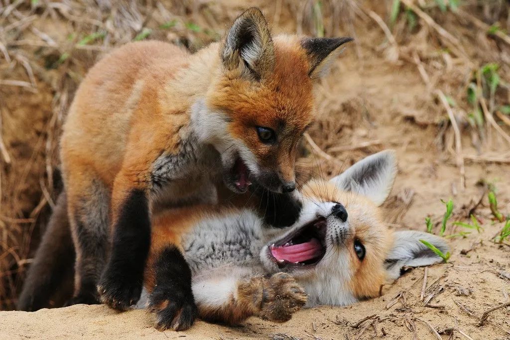 萌萌哒小奶狐,太可爱了!快来抱一下