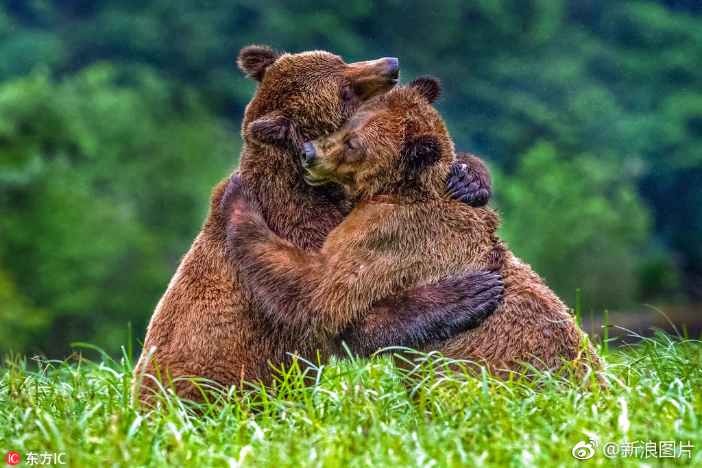 友谊第一!两头熊打架中场上演"爱的抱抱"