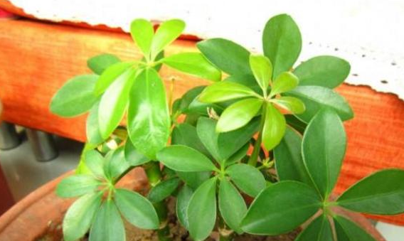 扦插后1个半月可生根.