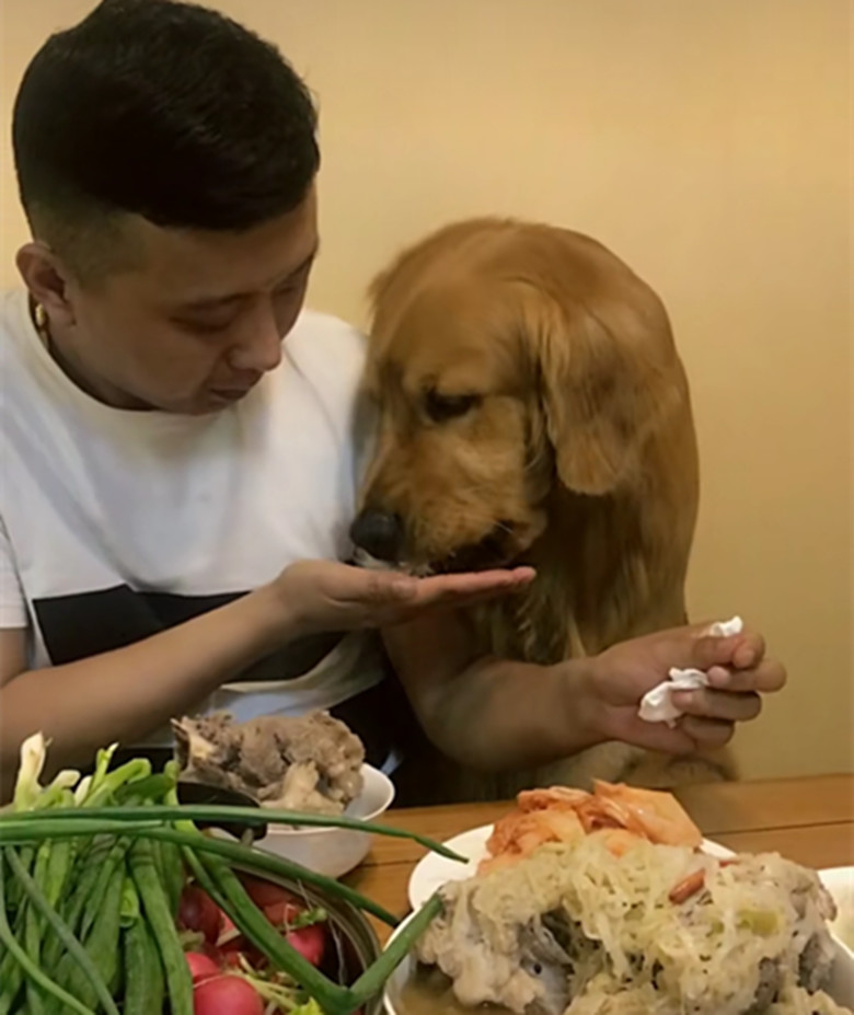 主人在家大口吃肉,一旁的金毛眼神亮了