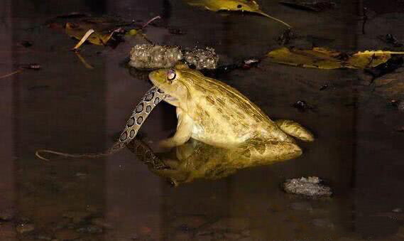 这只青蛙不简单,面对毒蛇,直接不客气:一口吞!