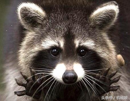 搞笑萌宠:小熊猫和小浣熊什么区别?小熊猫的战