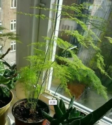 李大爷养文竹7天一碗芹菜水如猴一样顺杆爬长疯了