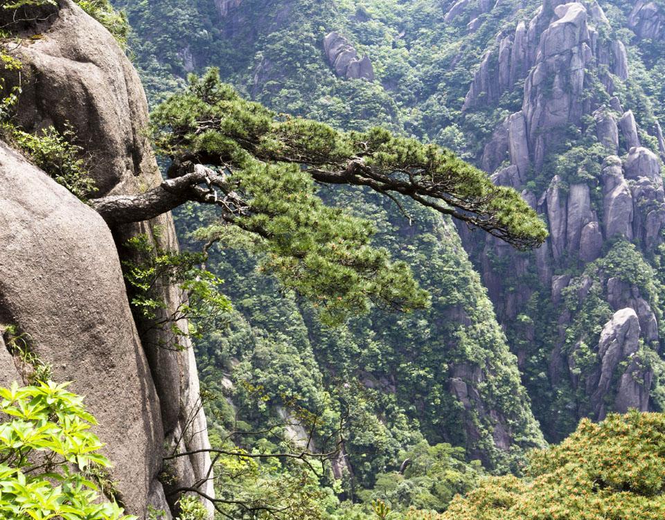 悬崖峭壁 深壑幽谷中的生命赞歌 三清松