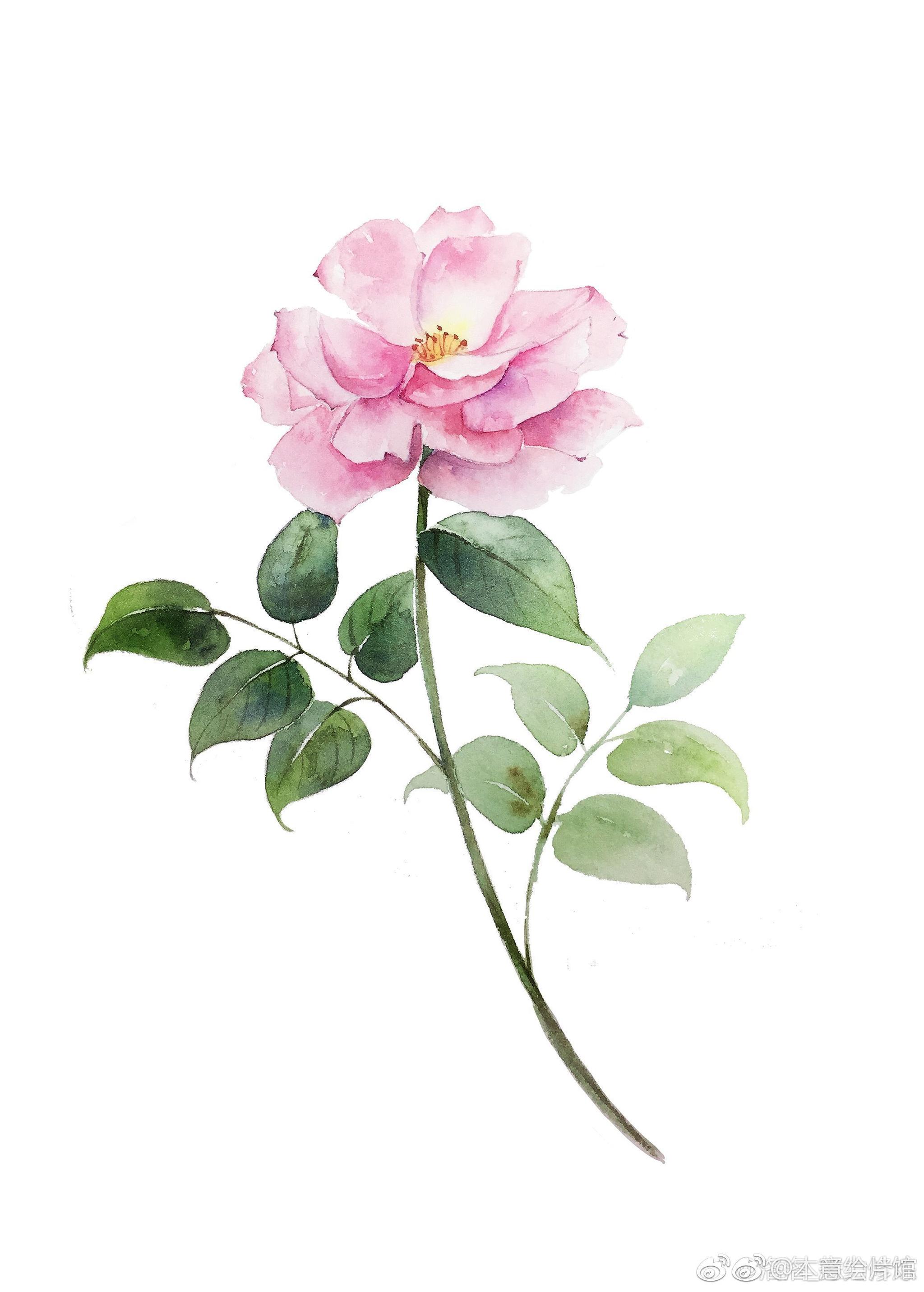 小清新水彩花卉一组绘画